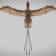 Top view of 3D reconstructed Ambopteryx longibrachium.